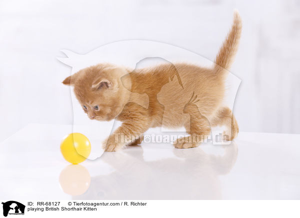 spielendes Britisch Kurzhaar Ktzchen / playing British Shorthair Kitten / RR-68127