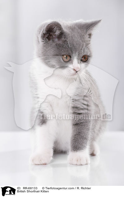 Britisch Kurzhaar Ktzchen / British Shorthair Kitten / RR-68133