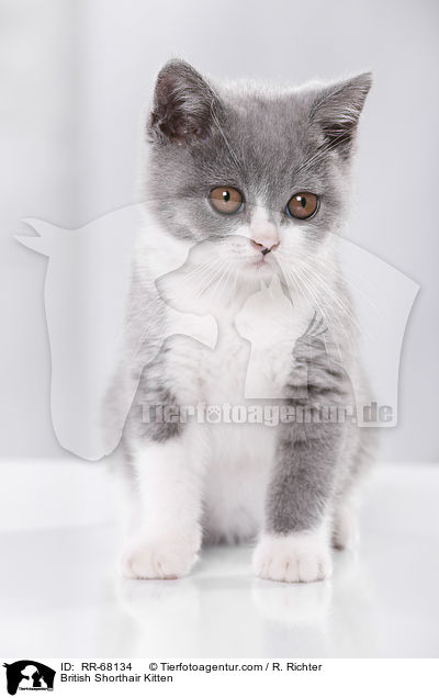 Britisch Kurzhaar Ktzchen / British Shorthair Kitten / RR-68134