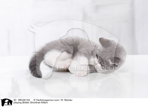 spielendes Britisch Kurzhaar Ktzchen / playing British Shorthair Kitten / RR-68139