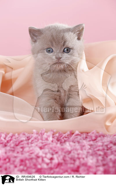 Britisch Kurzhaar Ktzchen / British Shorthair Kitten / RR-69626