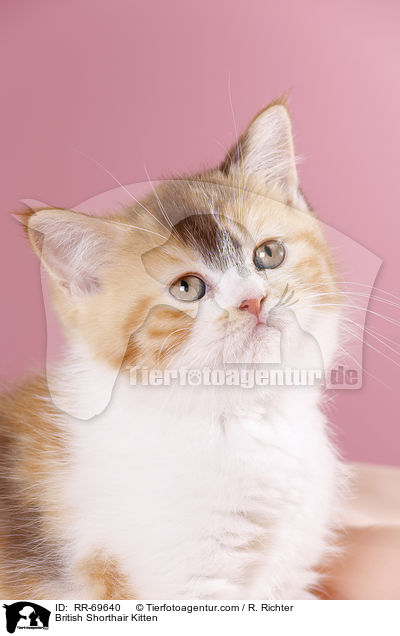 Britisch Kurzhaar Ktzchen / British Shorthair Kitten / RR-69640