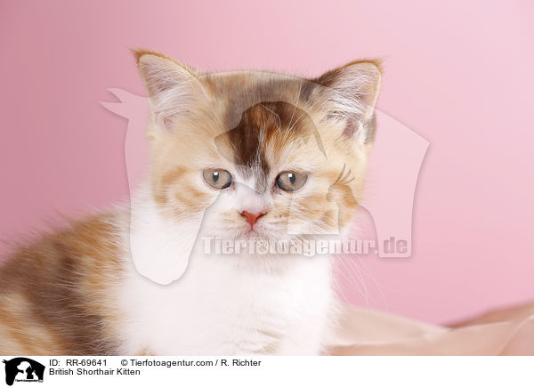 Britisch Kurzhaar Ktzchen / British Shorthair Kitten / RR-69641