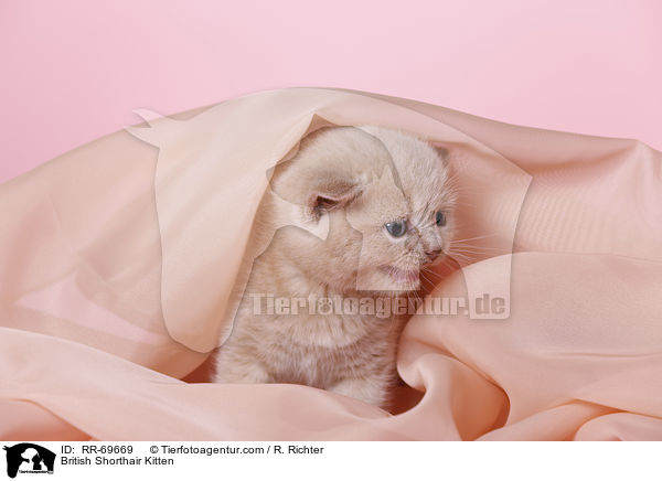 Britisch Kurzhaar Ktzchen / British Shorthair Kitten / RR-69669