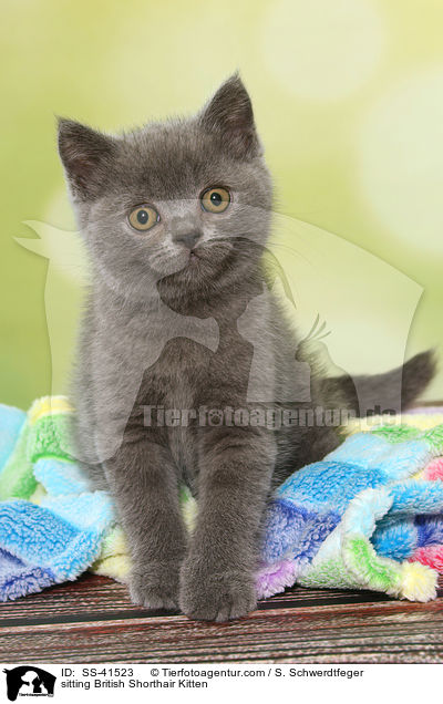 sitting British Shorthair Kitten / SS-41523