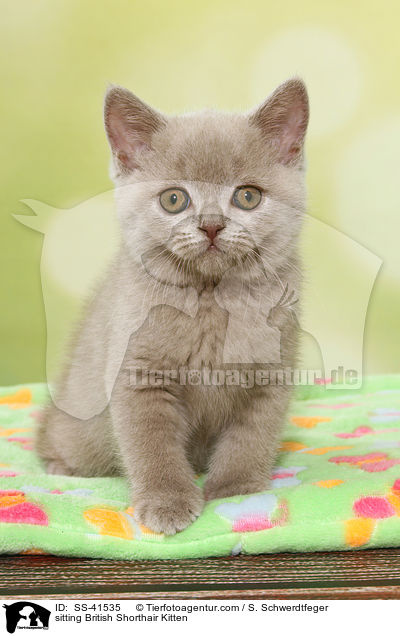 sitzendes Britisch Kurzhaar Ktzchen / sitting British Shorthair Kitten / SS-41535