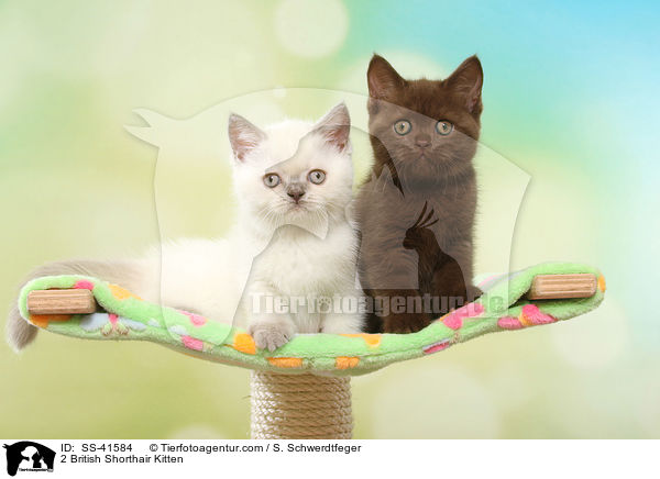 2 Britisch Kurzhaar Ktzchen / 2 British Shorthair Kitten / SS-41584