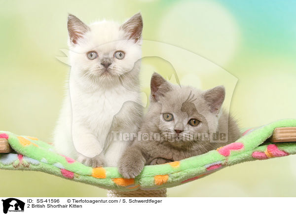 2 Britisch Kurzhaar Ktzchen / 2 British Shorthair Kitten / SS-41596