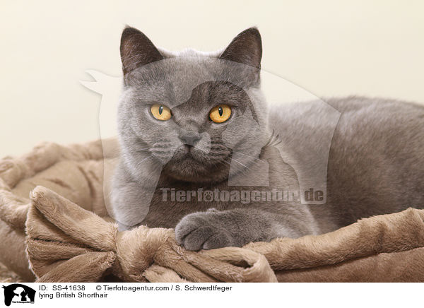 liegende Britisch Kurzhaar / lying British Shorthair / SS-41638