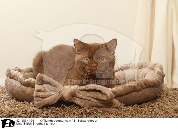 liegender Britisch Kurzhaar Kater / lying British Shorthair tomcat / SS-41641