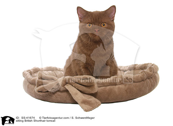 sitzender Britisch Kurzhaar Kater / sitting British Shorthair tomcat / SS-41674