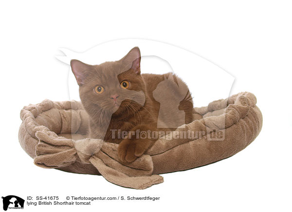 liegender Britisch Kurzhaar Kater / lying British Shorthair tomcat / SS-41675