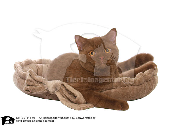 liegender Britisch Kurzhaar Kater / lying British Shorthair tomcat / SS-41676