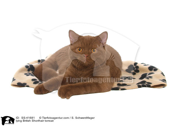 liegender Britisch Kurzhaar Kater / lying British Shorthair tomcat / SS-41681