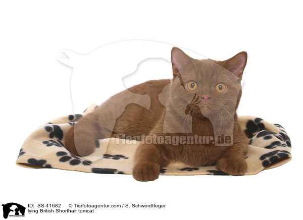 liegender Britisch Kurzhaar Kater / lying British Shorthair tomcat / SS-41682