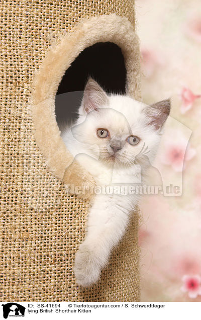 liegendes Britisch Kurzhaar Ktzchen / lying British Shorthair Kitten / SS-41694