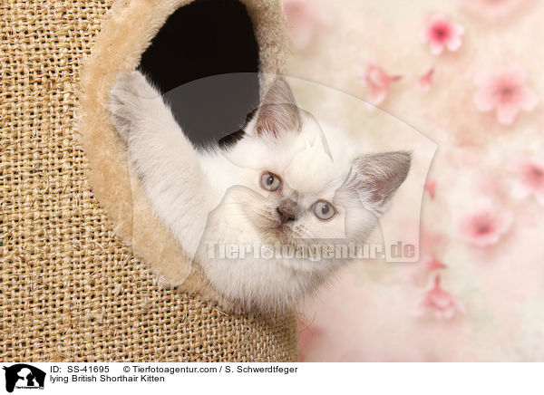 liegendes Britisch Kurzhaar Ktzchen / lying British Shorthair Kitten / SS-41695