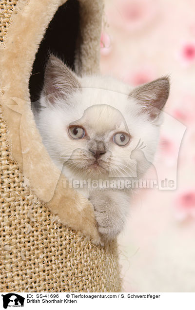 Britisch Kurzhaar Ktzchen / British Shorthair Kitten / SS-41696