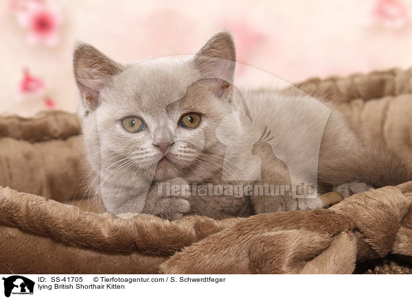 liegendes Britisch Kurzhaar Ktzchen / lying British Shorthair Kitten / SS-41705