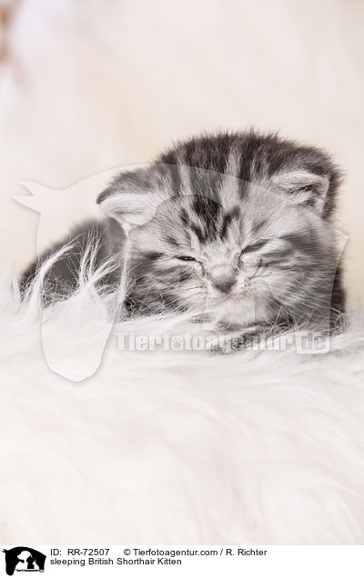 schlafendes Britisch Kurzhaar Ktzchen / sleeping British Shorthair Kitten / RR-72507