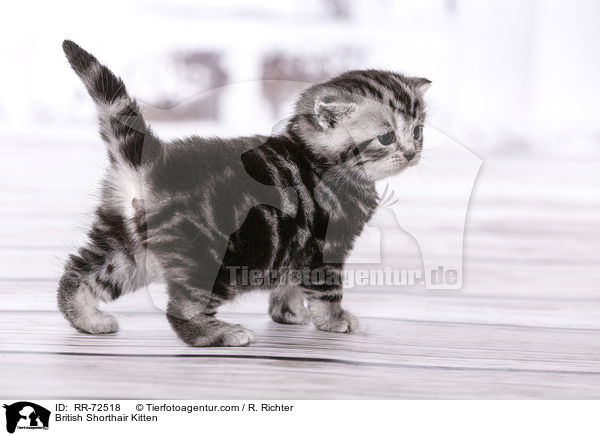 Britisch Kurzhaar Ktzchen / British Shorthair Kitten / RR-72518