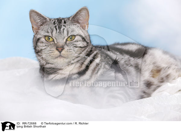 liegende Britisch Kurzhaar / lying British Shorthair / RR-72688