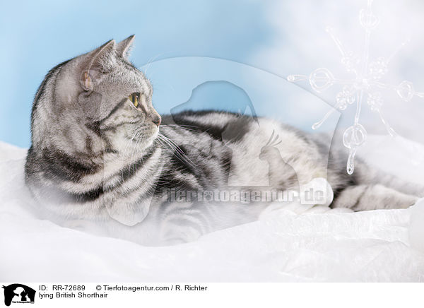 liegende Britisch Kurzhaar / lying British Shorthair / RR-72689