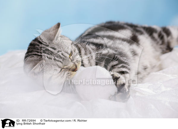 liegende Britisch Kurzhaar / lying British Shorthair / RR-72694