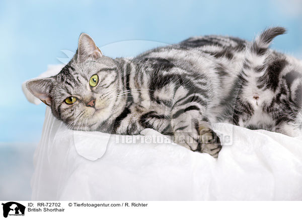 Britisch Kurzhaar / British Shorthair / RR-72702