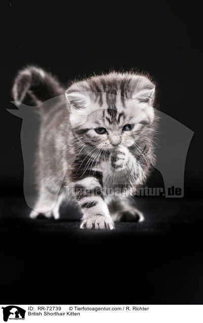 Britisch Kurzhaar Ktzchen / British Shorthair Kitten / RR-72739