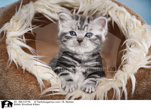 Britisch Kurzhaar Ktzchen / British Shorthair Kitten / RR-72776