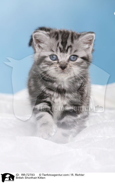 Britisch Kurzhaar Ktzchen / British Shorthair Kitten / RR-72783