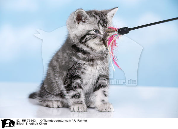 Britisch Kurzhaar Ktzchen / British Shorthair Kitten / RR-73463