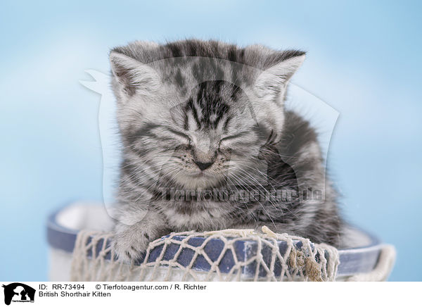 Britisch Kurzhaar Ktzchen / British Shorthair Kitten / RR-73494