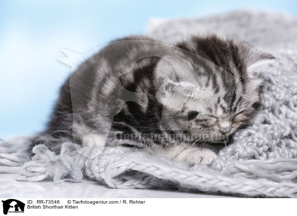 Britisch Kurzhaar Ktzchen / British Shorthair Kitten / RR-73546