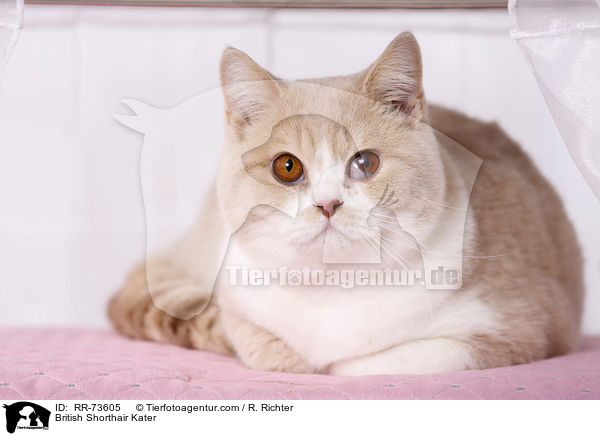 Britisch Kurzhaar tomcat / British Shorthair Kater / RR-73605