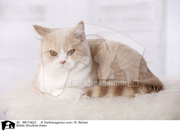 Britisch Kurzhaar tomcat / British Shorthair Kater / RR-73623