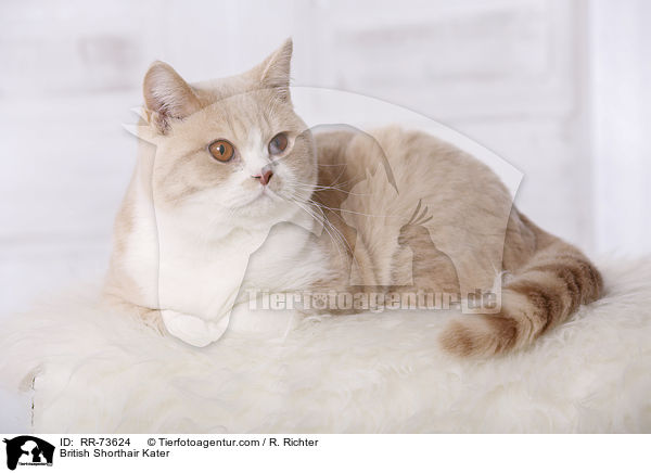 Britisch Kurzhaar tomcat / British Shorthair Kater / RR-73624