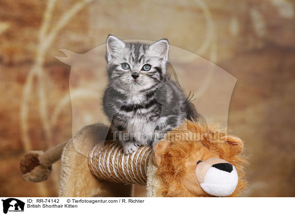 Britisch Kurzhaar Ktzchen / British Shorthair Kitten / RR-74142