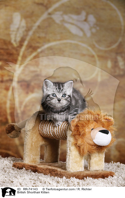 Britisch Kurzhaar Ktzchen / British Shorthair Kitten / RR-74143