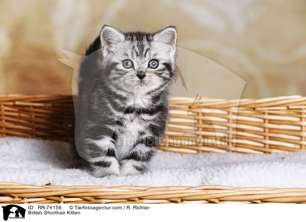 Britisch Kurzhaar Ktzchen / British Shorthair Kitten / RR-74156