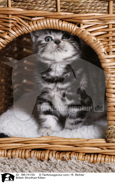 Britisch Kurzhaar Ktzchen / British Shorthair Kitten / RR-74159