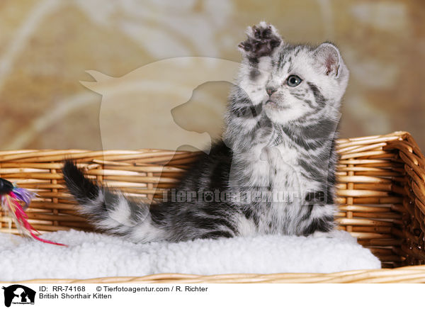 Britisch Kurzhaar Ktzchen / British Shorthair Kitten / RR-74168