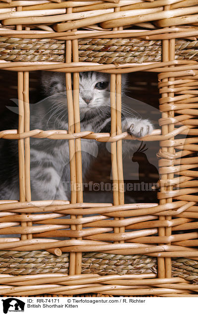 Britisch Kurzhaar Ktzchen / British Shorthair Kitten / RR-74171