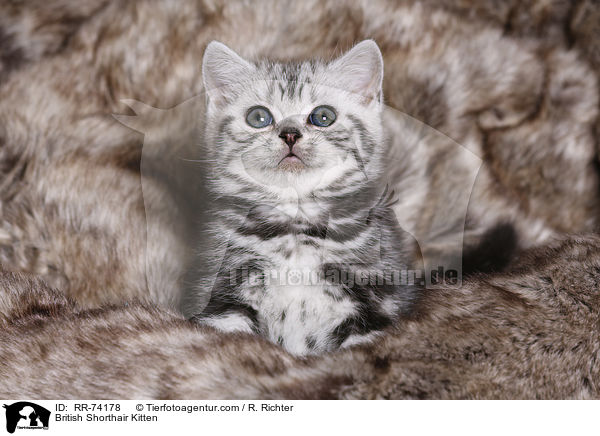 Britisch Kurzhaar Ktzchen / British Shorthair Kitten / RR-74178