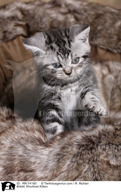 Britisch Kurzhaar Ktzchen / British Shorthair Kitten / RR-74180