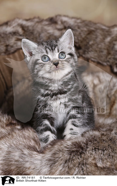 Britisch Kurzhaar Ktzchen / British Shorthair Kitten / RR-74181