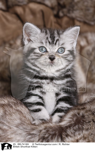 Britisch Kurzhaar Ktzchen / British Shorthair Kitten / RR-74189