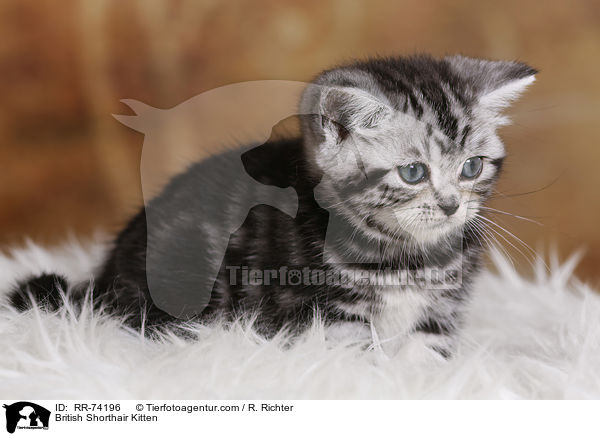 Britisch Kurzhaar Ktzchen / British Shorthair Kitten / RR-74196