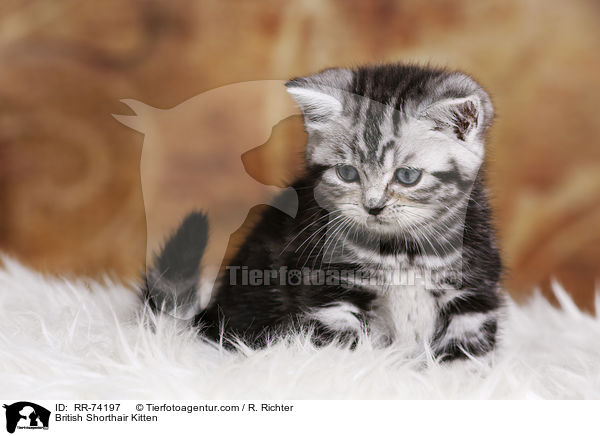 Britisch Kurzhaar Ktzchen / British Shorthair Kitten / RR-74197